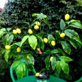 Лимонне дерево своїми руками