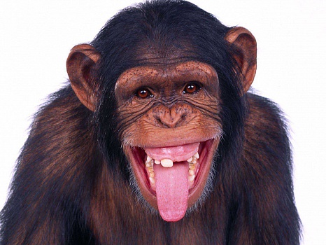 Наприклад, в 2016 році це Мавпа, зображення саме цієї тварини принесе Вам щастя, благополуччя, успіх і багатство