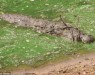 Крокодили не просто чекають свою здобич під водою - вони активно використовують мисливські хитрощі і приманки