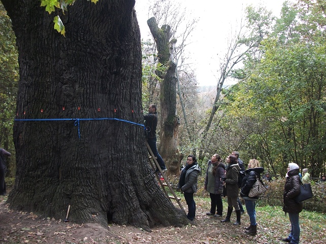 - На конференціях обговорюємо заходи з лікування та оздоровлення старих дерев, а також проводимо моніторинг стану дуба, - зазначає еколог