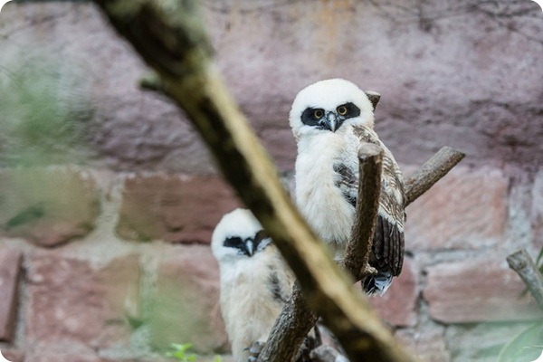 Сайт зоопарку Базеля (Zoologischer Garten Basel) повідомив про те, що їх пташенята очкової сови, що вилупилися з яєць в кінці лютого, нарешті покинули гніздо